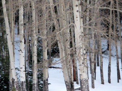 aspens in the snow.JPG