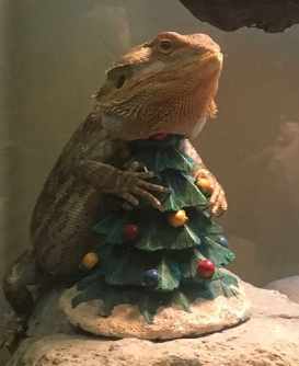 Norberts tree.png