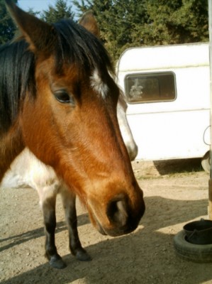 Thoroughbred.JPG