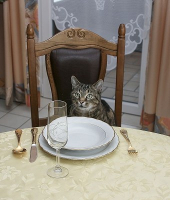 Perseverance... patiently persevering.jpg
