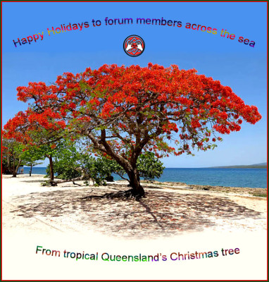 2022-Christmas-poinciana-tree-by-the-sea.jpg