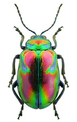 Beetle 4.JPG