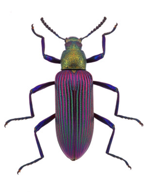 Beetle 3.JPG