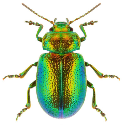 Beetle 1.JPG
