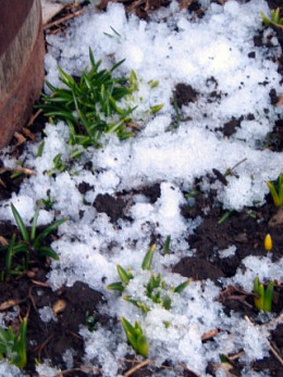 crocus 002.JPG