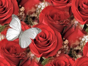 Roses, for Birthday.jpg