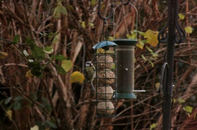 Canon EOS1000D 80 - 200 & teleconverter and without as well 2010-11-25 003 (640x423).jpg