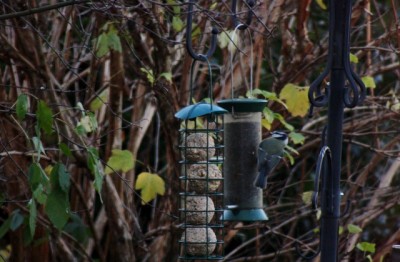 Canon EOS1000D 80 - 200 & teleconverter and without as well 2010-11-25 008 (640x419).jpg